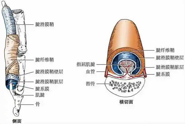 拇指屈肌腱腱鞘位置图