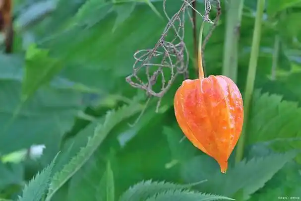 灯笼草:神奇的野生植物及其惊人的益处