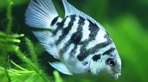 兄弟们让我们像个娘们儿一样养鱼吧迷你鹦鹉鱼男子汉的最爱