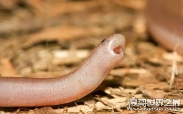 世界上最小的蛇类 体长不超过20公分(盲蛇)