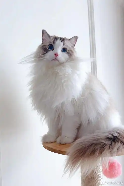 海豹山猫双色布偶猫##成都猫舍##成都布偶猫舍##山猫纹布偶猫