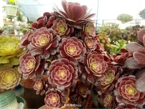 个人比较偏爱的欧版紫羊绒,太美了