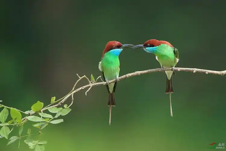 树上的鸟儿成双对!