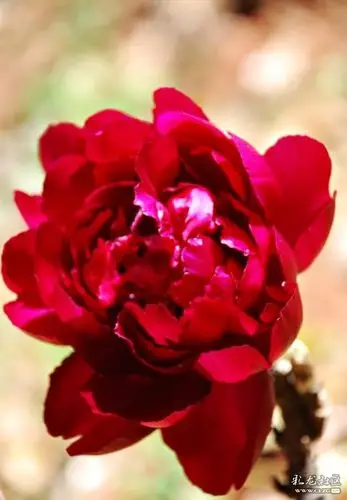 又到昙华寺看牡丹