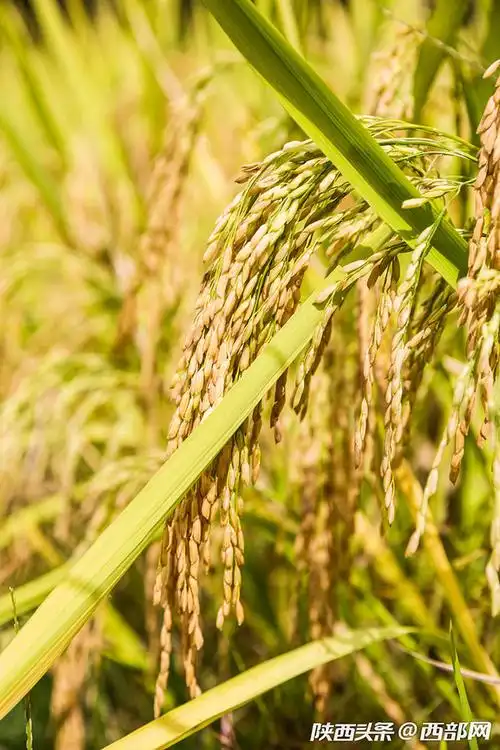 石泉草池湾稻子熟了 收割打谷一派丰收景象