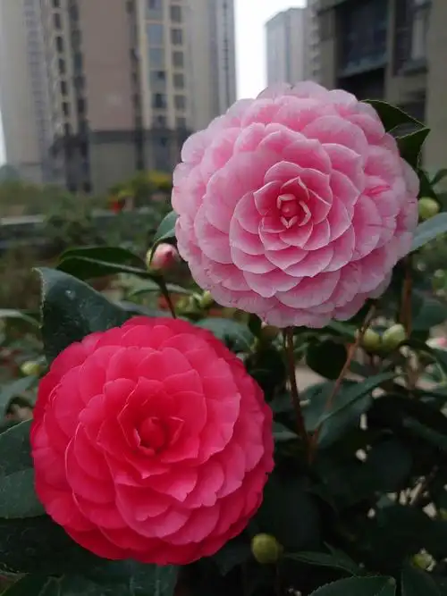 山茶花五色赤丹