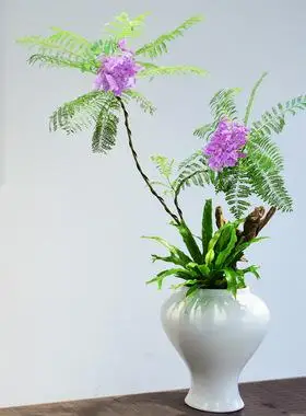 蓝花楹盆栽办公室客厅开花大盆景植物室内装饰桌面好养绿植