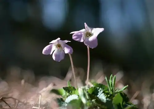 树木树叶-在树林里生长的野草开了两朵小花高清图片素材