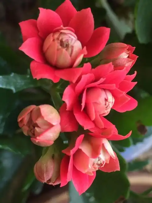 长寿花最好的品种有十个之多.