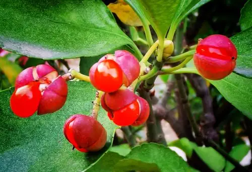 首发慈悲的冬青卫矛