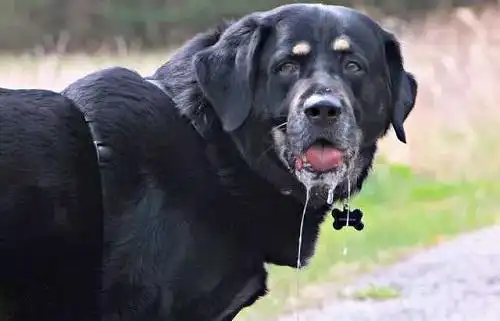 狗狗口水粘稠并拉丝