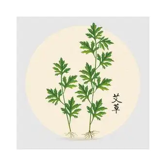 艾叶简笔画 艾叶简笔画的图片大全_牛求艺网