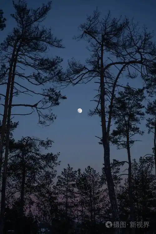 月亮在蓝色的夜空中透过树木的轮廓可见