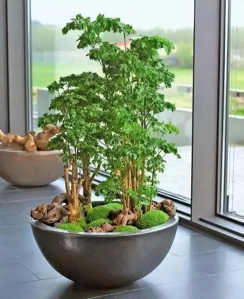 适合家养的木本植物花卉大全(木本植物有哪些种类)(图13)