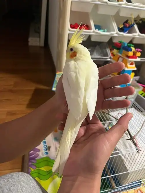 虚心请教,谢谢大家#玄凤鹦鹉  #手养玄凤 #手养鹦鹉 #玄凤生病