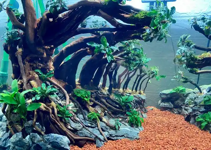 布置水草最佳的玩家定制的印尼赛级型九零缸草缸造景骨架作品