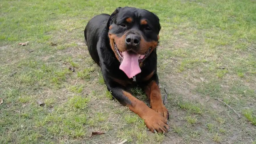 挪威那配种电话13956999979