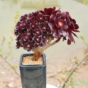 露养控养多肉植物法师紫羊绒欧紫缀化老桩一物一拍满48包邮3.22拍