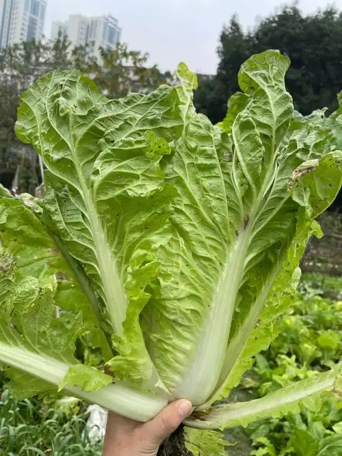 最大的一颗白菜