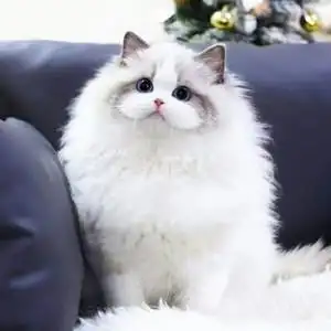 布偶猫纯种幼猫长毛海双赛级仙女猫重点色蓝双异瞳血统宠物活体