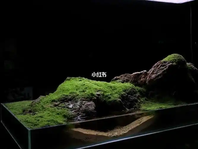 转自油管#草缸造景  #苔藓缸  #生态缸