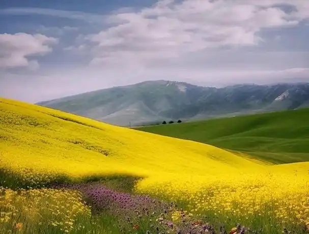 那里的风儿轻轻拂过,带着芳草的香气,温暖而宁静