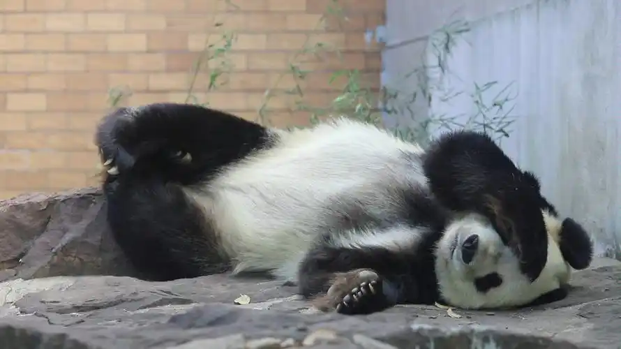 【大熊猫新月】捂脸睡得香,盼盼的女儿