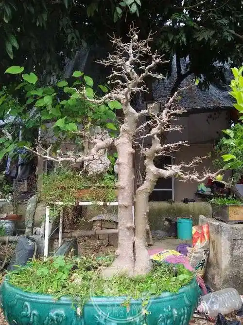 分享双杆朴树 - 盆景自由讲 - 岭南盆景网 - powered by discuz!