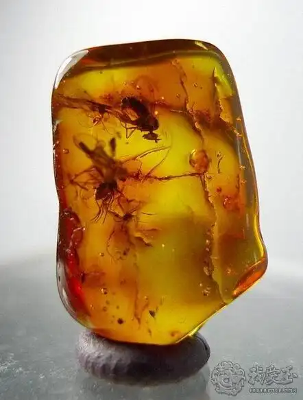 琥珀原石赏析