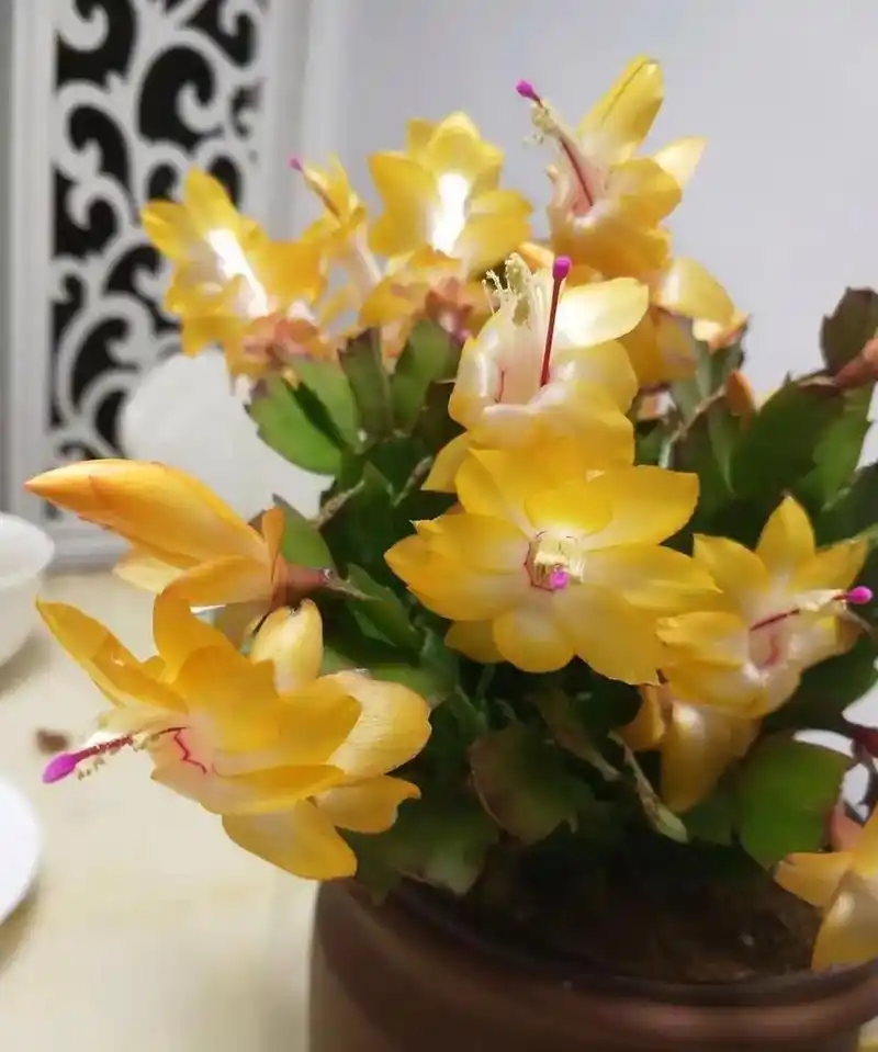 蟹爪兰"索菲亚",黄色系的优秀代表品种,花姿优雅,花色金黄金黄的,在