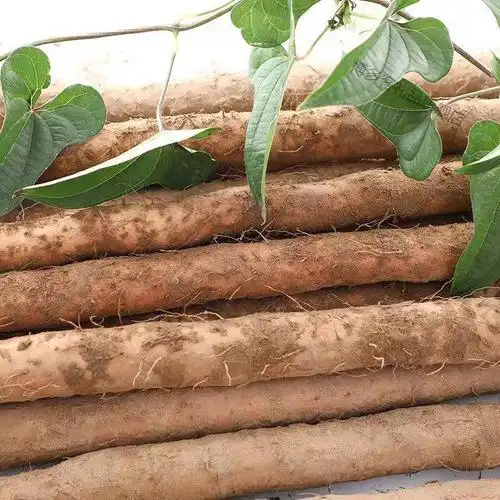 湛航河南正宗西施铁棍山药怀山新鲜铁杆淮山软糯小白嘴麻山药