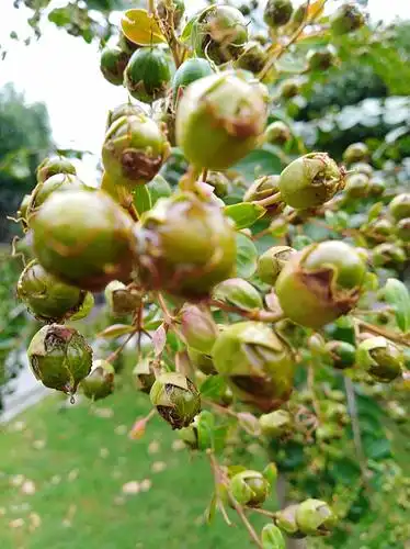 树木的果实也有别样的美