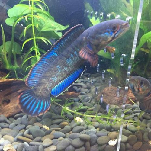 班加罗尔酒红阿萨姆酒红雷龙蓝帆鱼七彩雷龙淡水奶茶练手雷龙鱼
