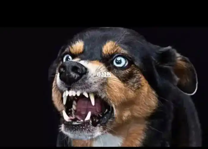 被疯狗咬了怎么办