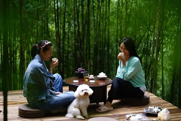 且坐竹林安心喝茶蔬菜自由