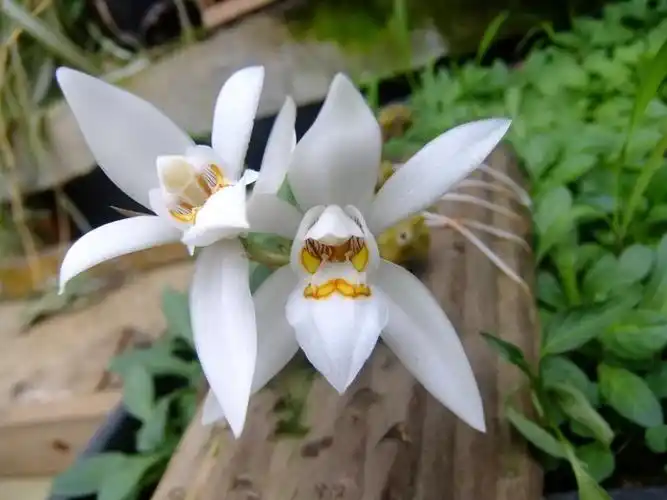 国家重点保护野生植物麻栗坡贝母兰密茎贝母兰卵叶贝母兰长鳞贝母兰