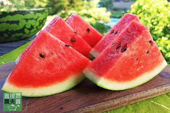 精品级吊挂 有机甜美人红西瓜