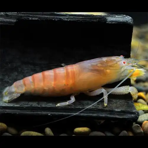 非洲巨型网球虾非洲巨网活体 大型观赏虾 巨手虾活体可草缸混养