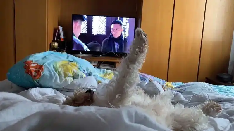 家里的菜越来越少竟然是因为追加狗子私房照