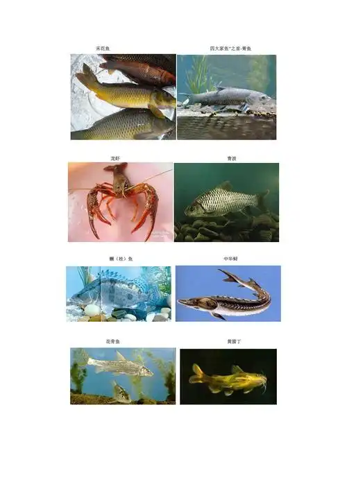 淡水鱼品种彩图
