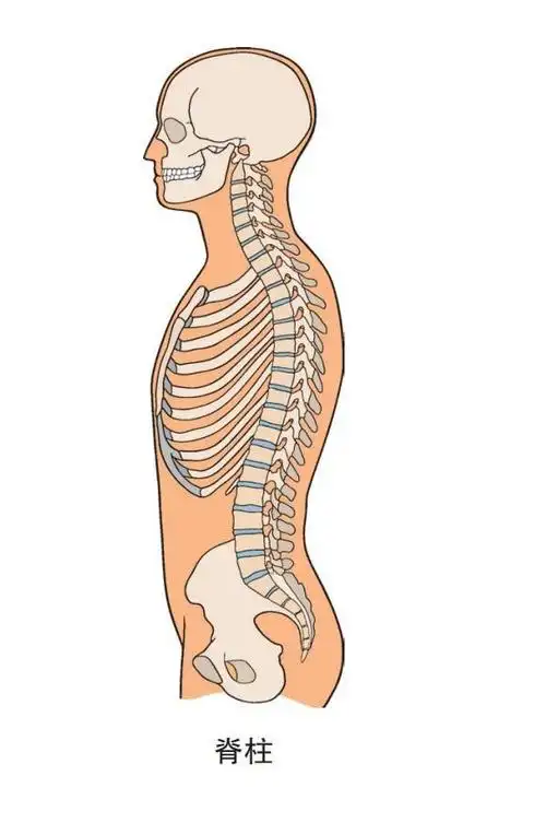 脊柱骨折——随意搬运会送命|腰椎|截瘫|脊髓|畸形_网易订阅