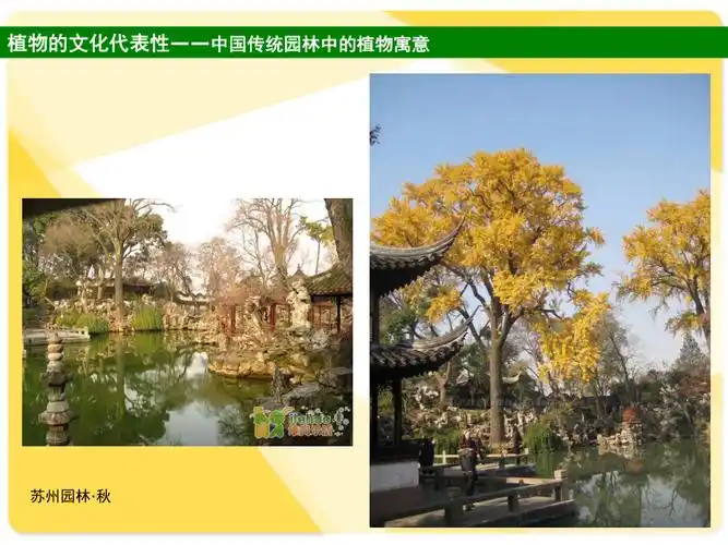 植物的文化代表性寓意