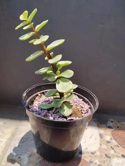 秋冬修剪金枝玉叶,"学问"可大了