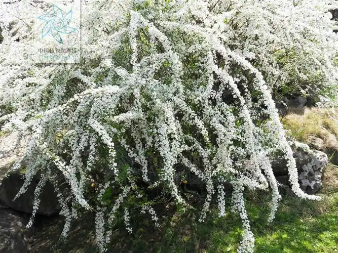 单瓣李叶绣线菊