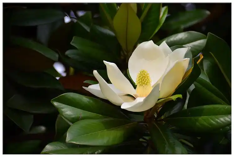 【生态摄影】在交大校园里拍的广玉兰