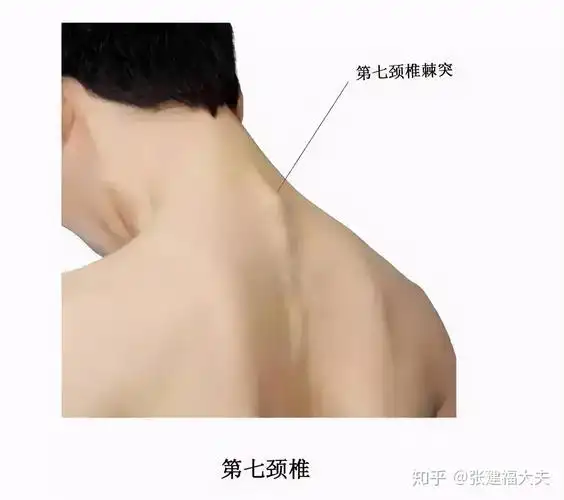 它附近,尤其是长期低头工作的人群,第七颈椎棘突附近的筋膜会失去弹性