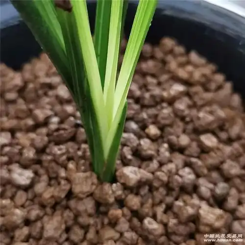 白心草-蕙兰篇-中国兰花交易网社区