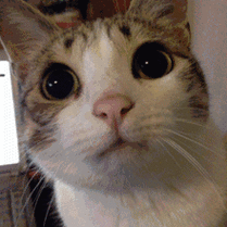 220_220gif 动态图 动图