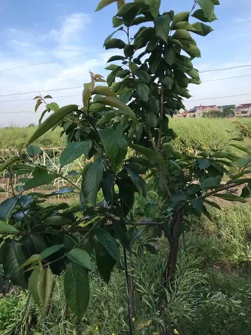 南京郊区试种车厘子树3棵
