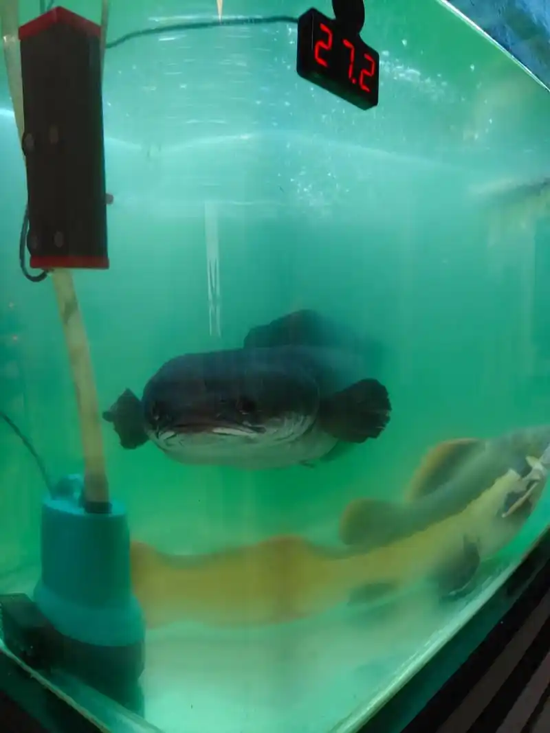 观赏鱼 #亚马逊猛鱼 #雷龙鱼 #鱼🐠 #黄魔神雷龙 突 - 抖音